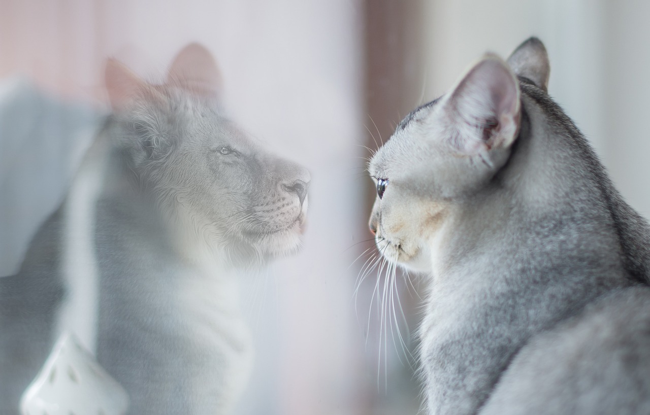 Is it Possible to Measure Consciousness?